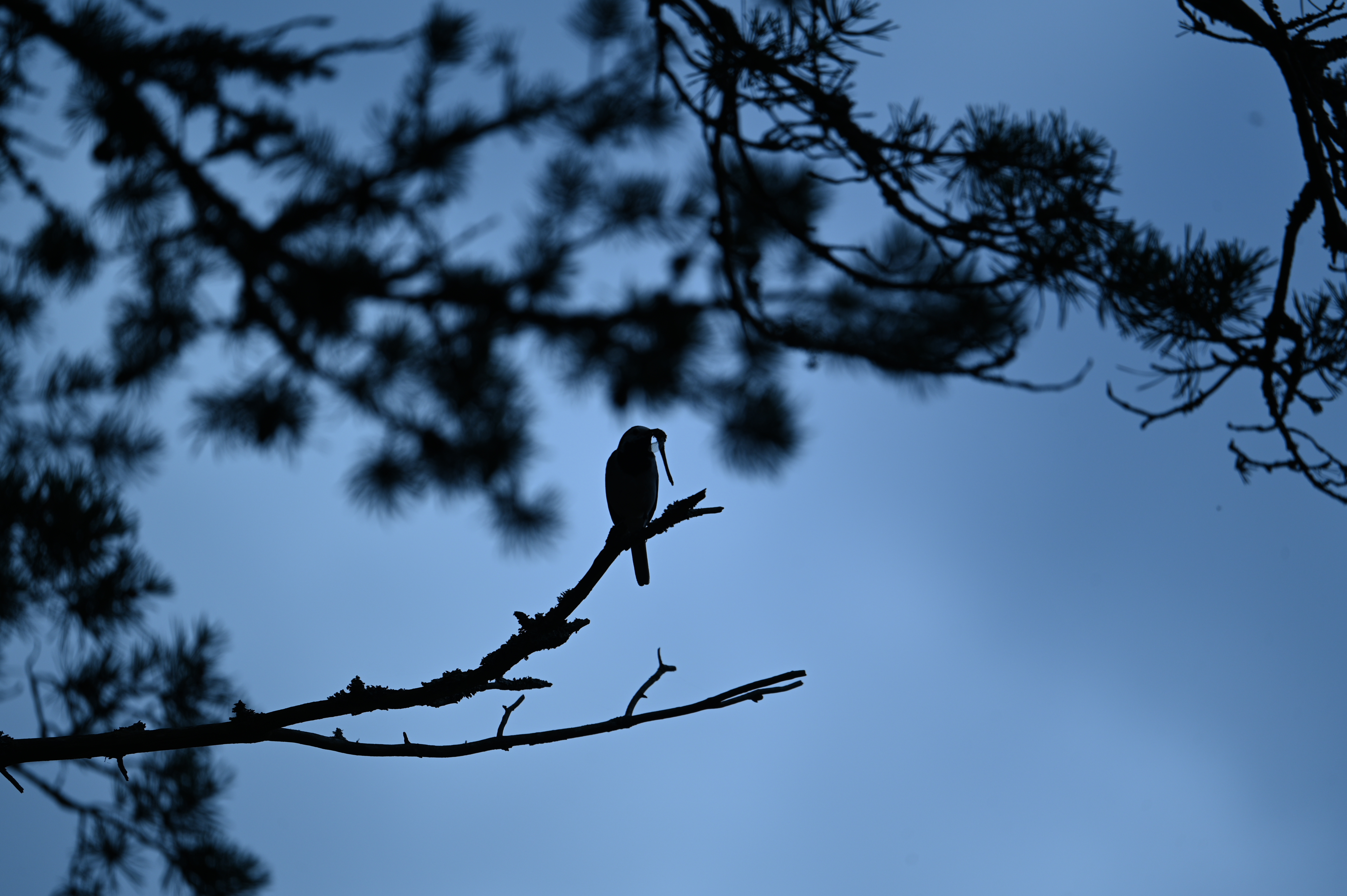 2025/07/09-14 - trip/DSC_0403.JPG